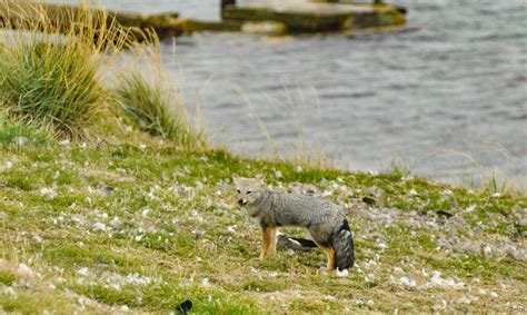 A Wildlife Guide to the Falkland Islands - Savored Journeys