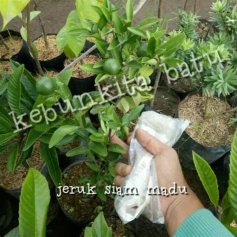 Jual Bibit Jeruk Siam Madu Berbuah Kota Batu Kebunkitabatu Tokopedia