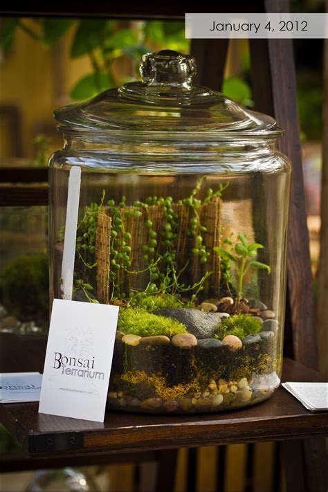 Bonsaiterrarium Terrarium Ideen Sukkulententerrarium Miniaturgarten