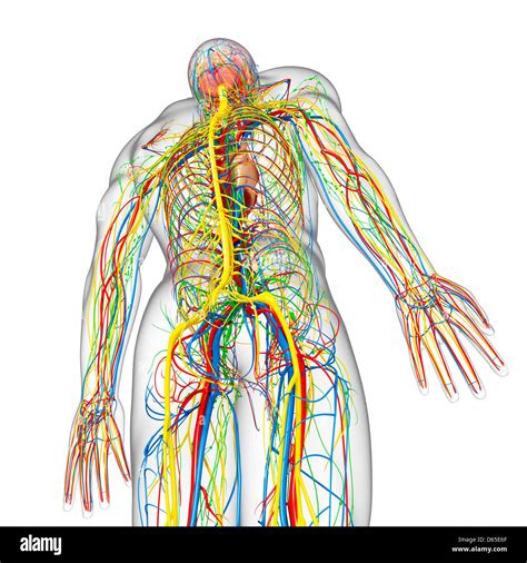 Human Anatomy Artwork Stock Photo Alamy