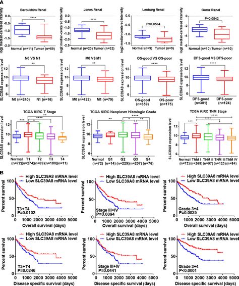 Frontiers SLC39A8 Zinc Suppresses The Progression Of Clear Cell Renal