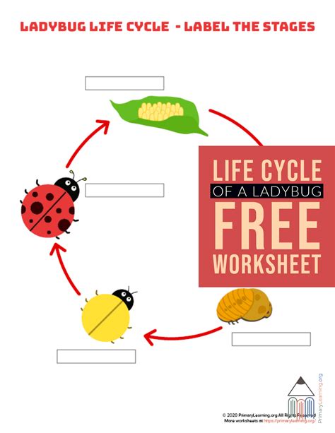 Ladybug Life Cycle Worksheet