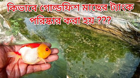 কিভাবে গোল্ডফিশ মাছের ট্যাংক পরিষ্কার করা হয় Youtube