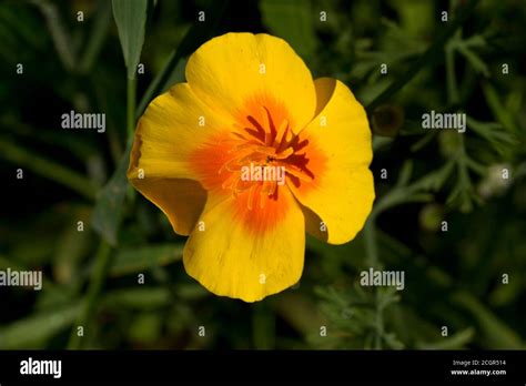 Der Welsh Poppy Hat Eine Leuchtend Gelbe Blume Und Ist In Feuchten