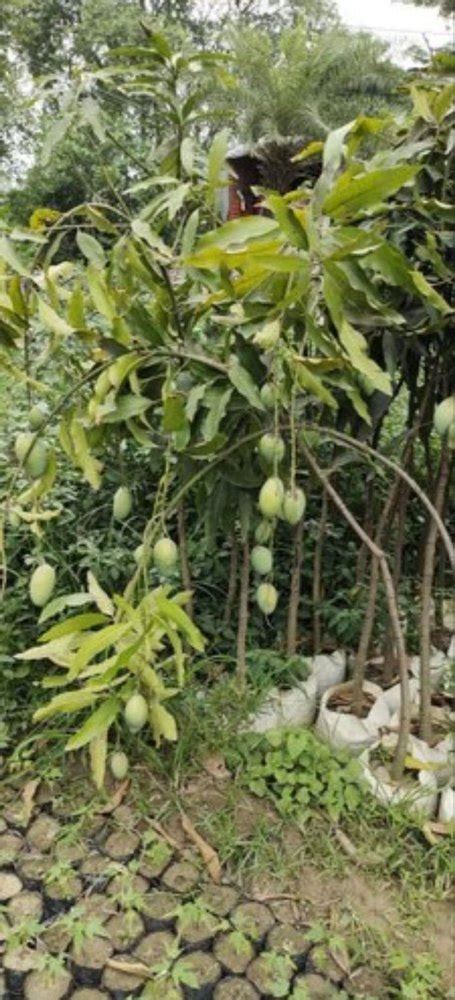 Full Sun Exposure Green Amrapali Mango Plant For Plantation At Rs