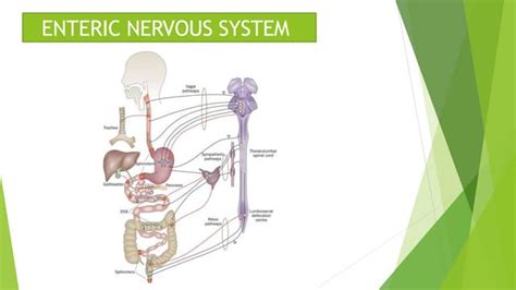 enteric nervous system.pptx