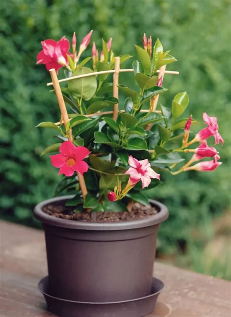 Dipladenia hivernage comment préparer cette jolie fleur pour l hiver