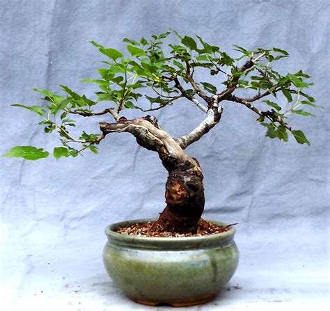 Rulebreaking 101 – Red Mulberry | Bonsai South