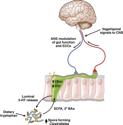 The Brain Gut Microbiome Axis Cellular And Molecular Gastroenterology And Hepatology