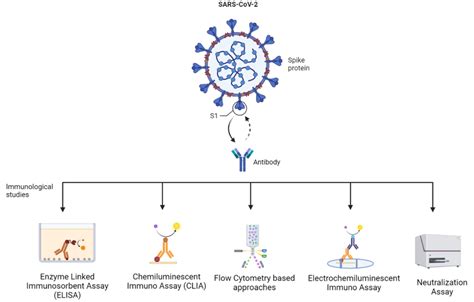 Different Immunological Assays To Study Hybrid Variants Created By