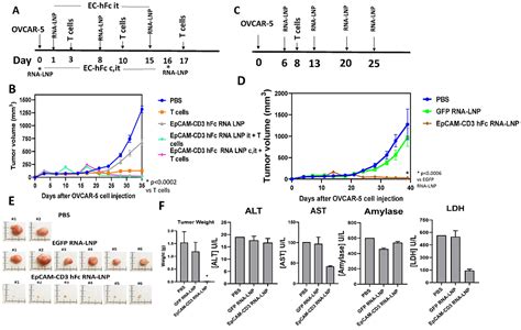 MRNA Lipid Nanoparticle LNP Delivery Of Humanized EpCAM CD3 Antibody