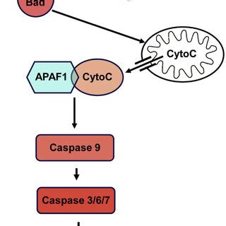 Diagram of the intrinsic pathway of apoptosis. | Download Scientific ...