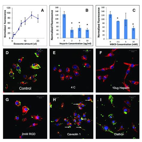 Endocytosis Of Hmsc Extracellular Vesicles Evs By J A