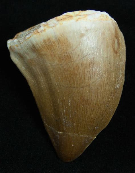 Mosasaur Tooth Free Of Matrix For Sale Fossilera