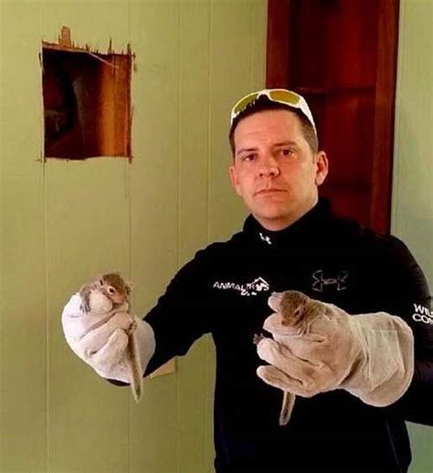 Squirrels Babies In A Attic Nashville Animal Pros