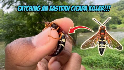 Cicada Killer