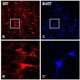 Representative Fluorescence Photomicrographs Displaying The Close