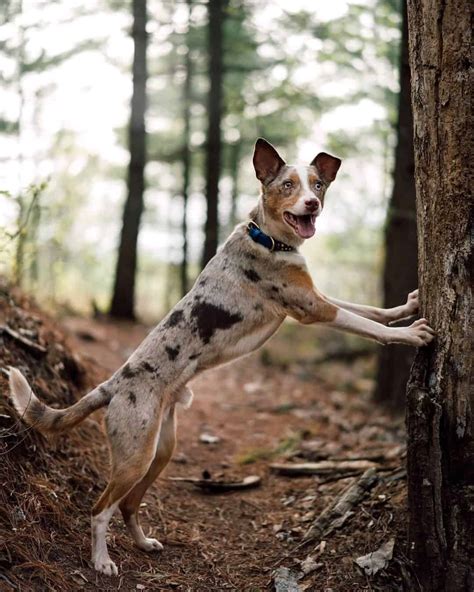 Australian Shepherd Terrier Mix: Info, Pictures, Traits & Facts