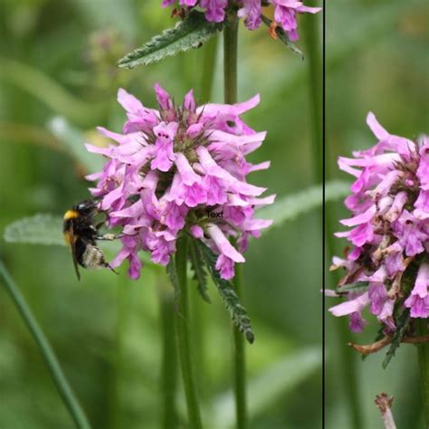 Welke Inheemse Planten Zijn Goed Voor Bijen Hommels En Vlinders