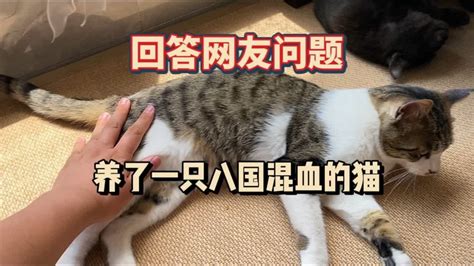 养猫和养孩子没啥区别小时候伺候它长大后还气你 Youtube