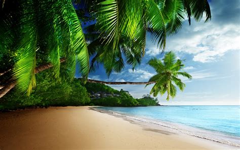 Coconut Trees Near Seashore Hd Wallpaper Wallpaper Flare