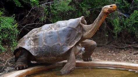 Diego The Tortoise Is Helping Save His Species By Having Lots Of Sex