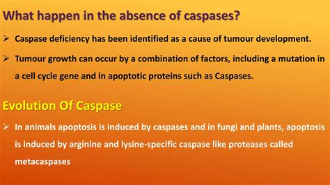 Apoptosis Intrinsic And Extrinsic Pathway With Assays Ppt