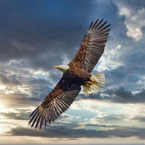 American Bald Eagle Soaring High Sunset Sky Background Stock Image