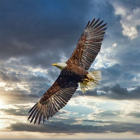 American Bald Eagle Soaring High Sunset Sky Background Stock Image ...