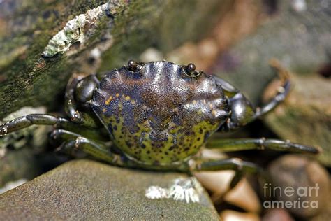 Common Shore Crab Photograph By Dr Keith Wheeler Science Photo Library