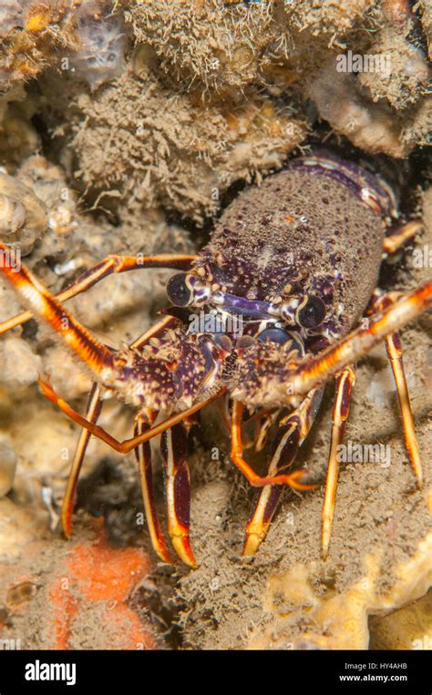 European Spiny Lobster Palinurus Elephas In Illa Mateua Costa Brava