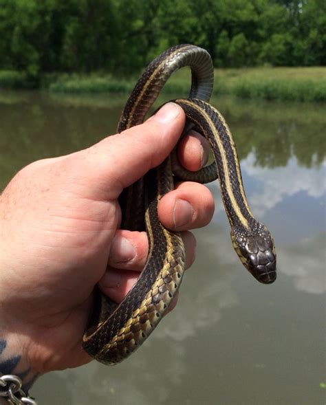 Lake Springfield garter snake, 2016. Photograph by Stephen Parfitt, Springfield Illinois ...