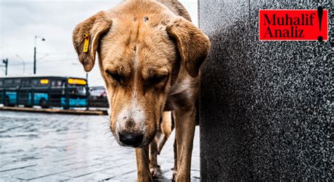 Sokak köpekleri özgürce dolaşmalı mı İtlaf mı edilmeli