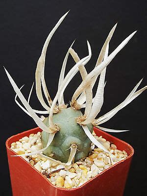 Tephrocactus Articulatus exotic rare cacti paper spines succulent ...