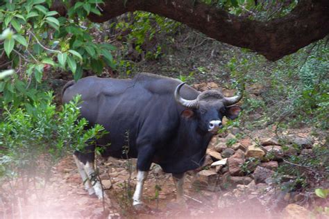 Amboli Ghat Wild Animals Anand Gurav Flickr