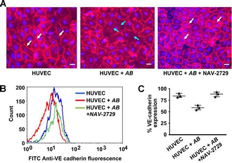 A Baumannii Compromises Huvec Integrity By Promoting Internalization