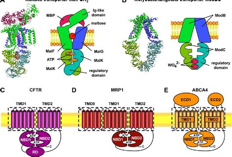 Figure From The Mechanism Of Abc Transporters General Lessons From