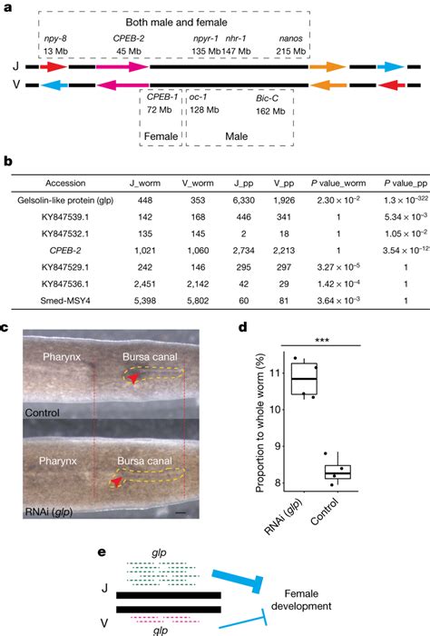 Acquisition And Haplotype Specific Expression Of Sex Related Genes A Download Scientific