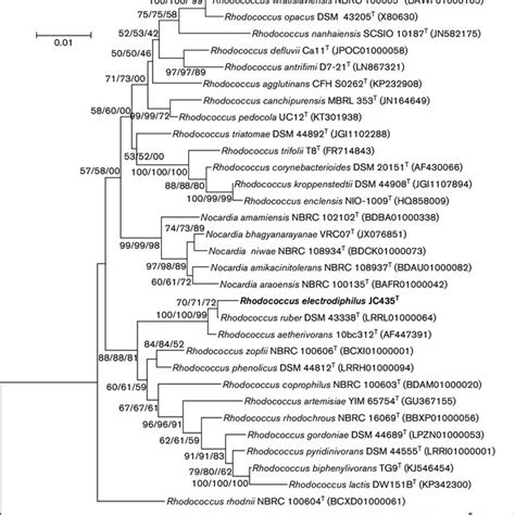 Phylogenetic Tree Based On 16s Rrna Gene Sequences Showing The