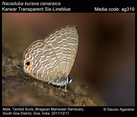 Nacaduba Kurava Butterfly