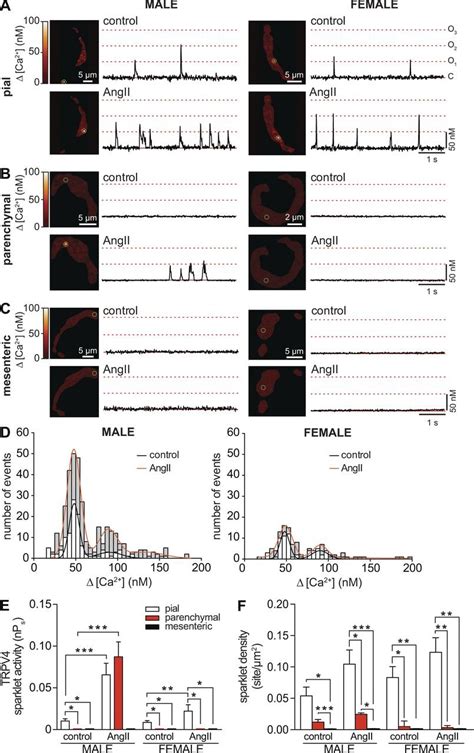 Angii Effects On Trpv4 Sparklet Activity In Smooth Muscle Depend On Sex Download Scientific