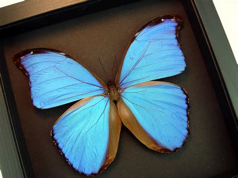 Morpho Didius Giant Blue Morpho Butterfly