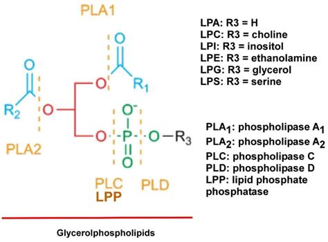 Structures Of Glycerophospholipids Pls Lysophospholipids Lpls Only