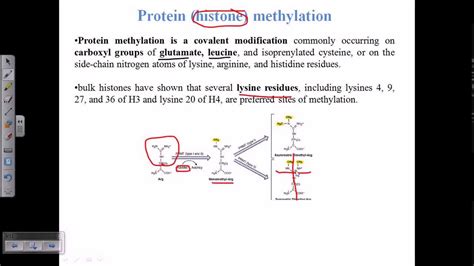 Histone methylation - YouTube