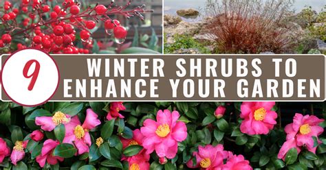 Beautiful Winter Shrubs That Will Enhance Your Winter Landscape