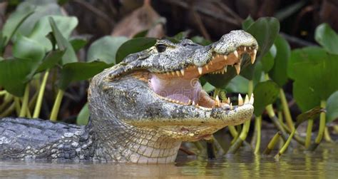 Caiman with Open Mouth in the Water. the Yacare Caiman Caiman Yacare ...