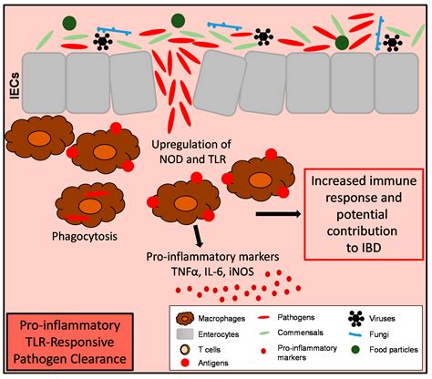 Cells Free Full Text At The Forefront Of The Mucosal Barrier The