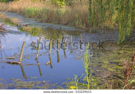 Water Pollution Lake Stock Photo 533239615 | Shutterstock