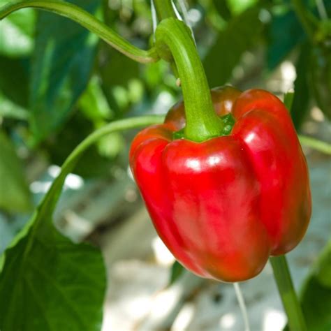 Capsicum Big Red Seeds The Seed Collection