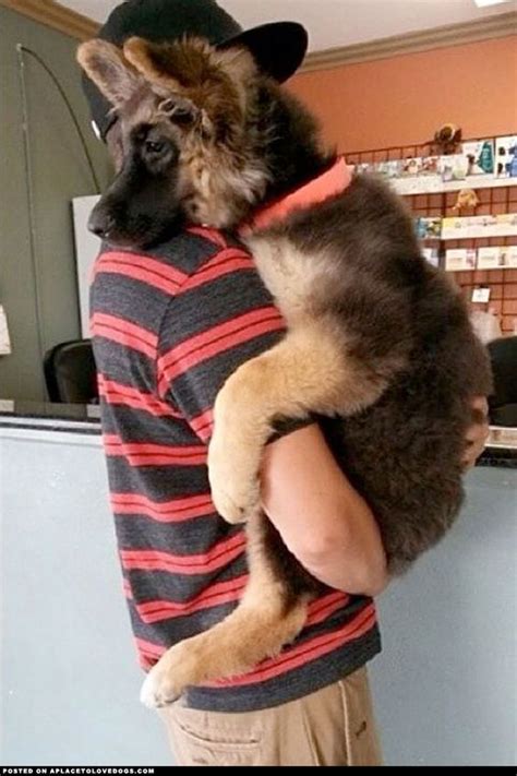 11 Overwhelming Moments Of Love Only German Shepherd Owners Can